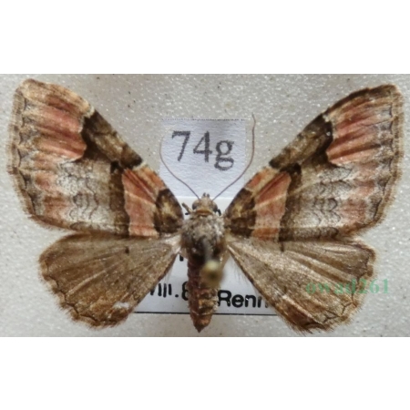 Catarhoe rubidata (Denis & Schiffermüller, 1775) Paśnik czerwieniak Czech74g